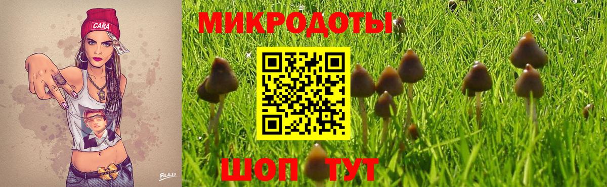 Галлюциногенные грибы Psilocybine cubensis Карасук